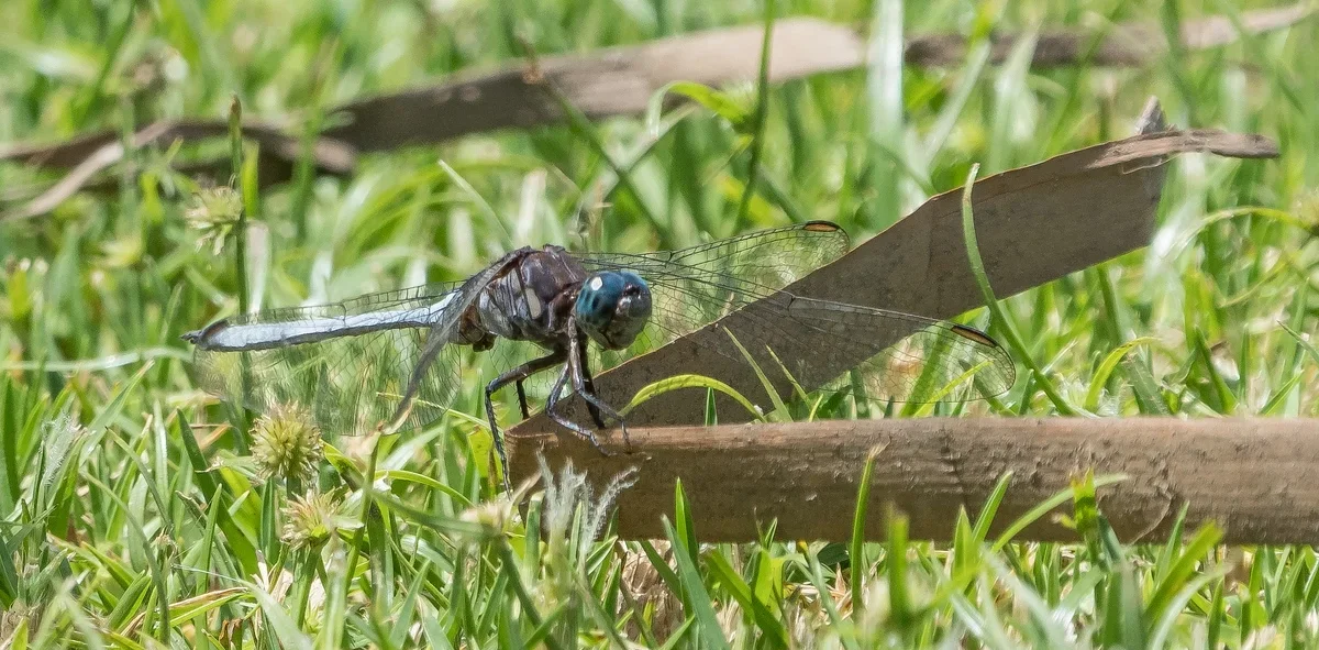 forumP2205140.jpg