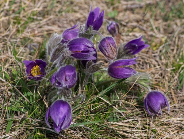 IMGP2191 06. April 2019 Sulzheim.jpg