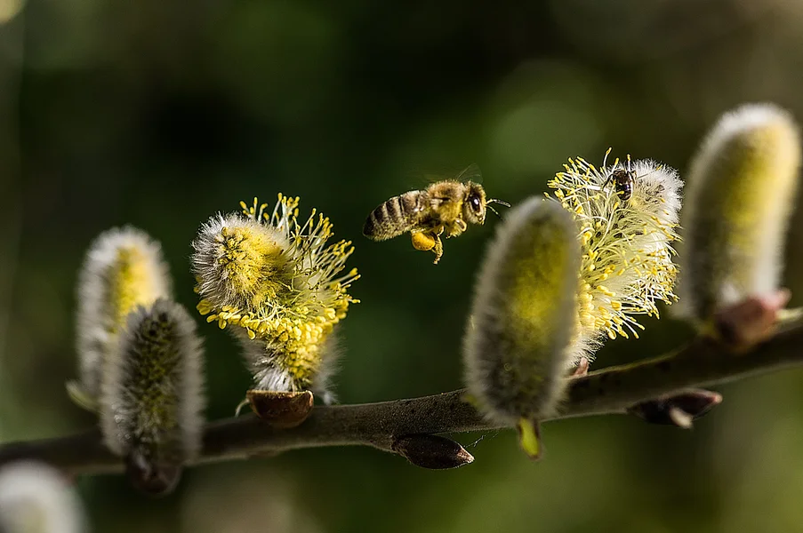 flotte-Biene.webp