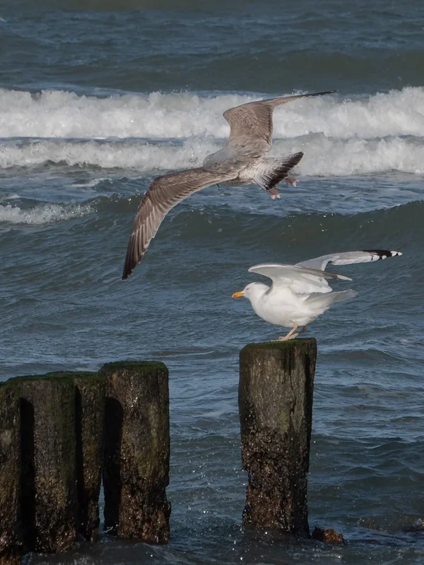 ci_PG9_7905.webp