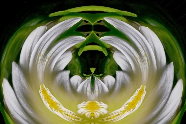 WeihnKWeissE9nzelblütenzweierGruppeCLTLMac60FINFANTASYAFFERECHTECKFIN_719x480.webp