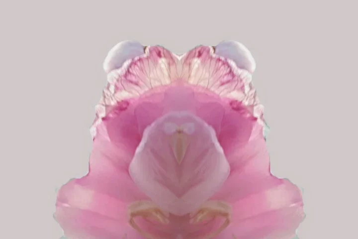 BaumblüterosaCTLlmac60FINFantasyBlütenbärENDVERSION_720x480.webp