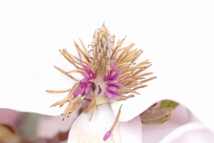 MagnolienblüteStaubbgefässeCLLMac60FINFINFIN_720x480.webp