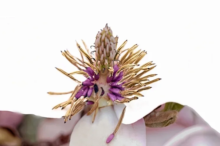 MagnolienblüteStaubbgefässeCLLMac60FINTMPFIN_720x480.webp