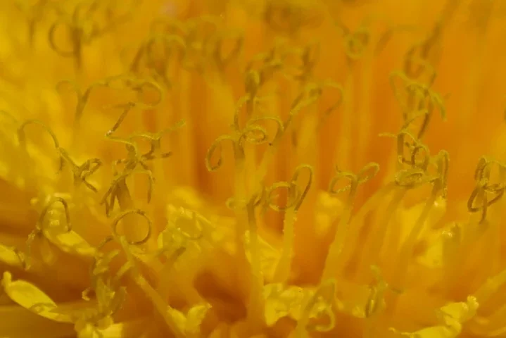 LöwenzahngelbSLCanMac180FINEXCROPFINVARIANTE_719x480.webp