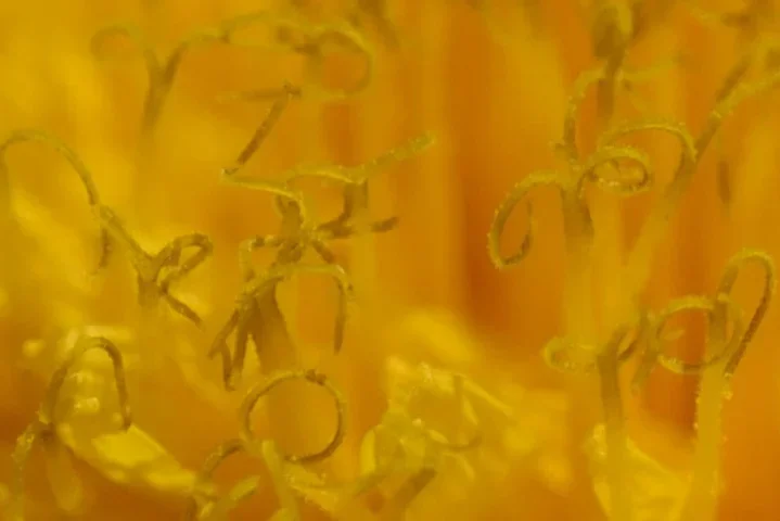 LöwenzahngelbSLCanMac180FINEXCROPFINVARIANTENOCHCROP_719x480.webp