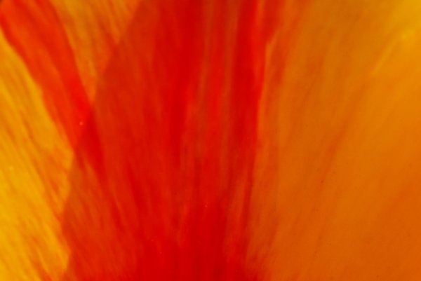 GeflämmteTulpenblätterSLCanMac180FINFINFINAUSSTAKO_719x480.jpg
