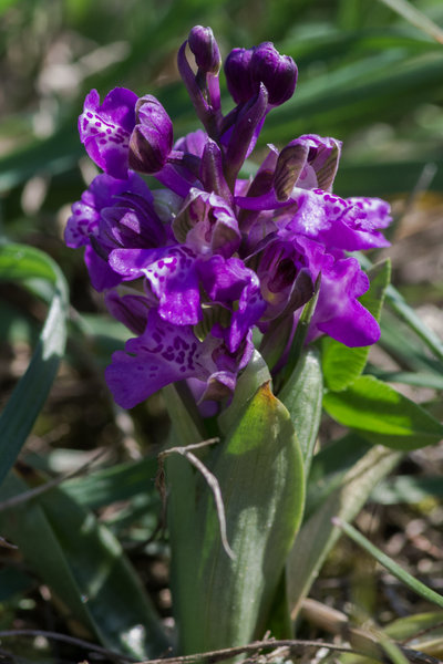 IMGP2541 20. April 2019 Seussling Dörrnwasserlos.jpg