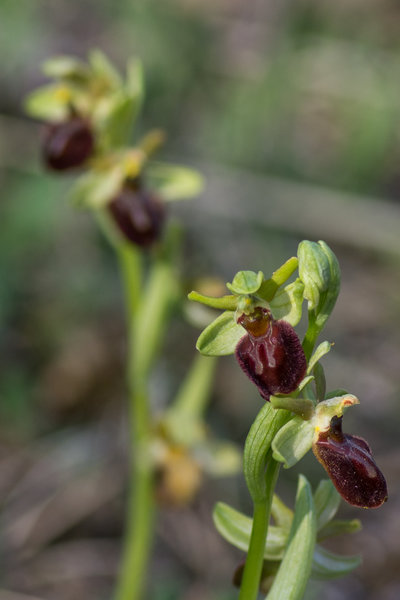 IMGP2638 20. April 2019 Seussling Dörrnwasserlos.jpg