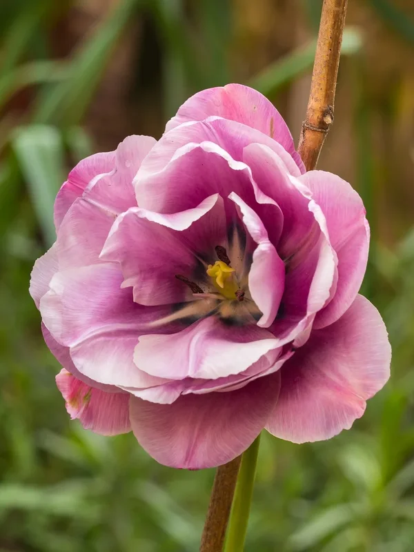 forumP4255545.webp