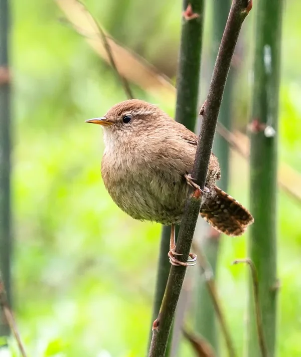 Vögel März 19_090.webp