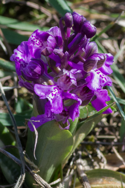 IMGP2535 20. April 2019 Seussling Dörrnwasserlos.jpg