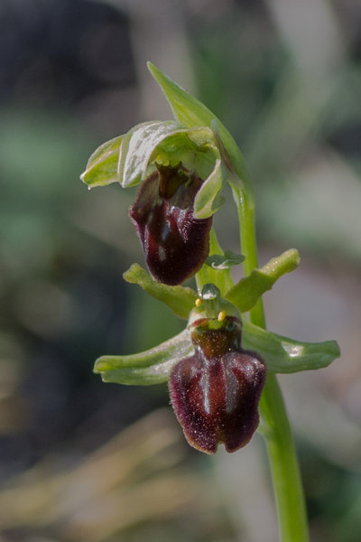 IMGP2615 20. April 2019 Seussling Dörrnwasserlos.jpg