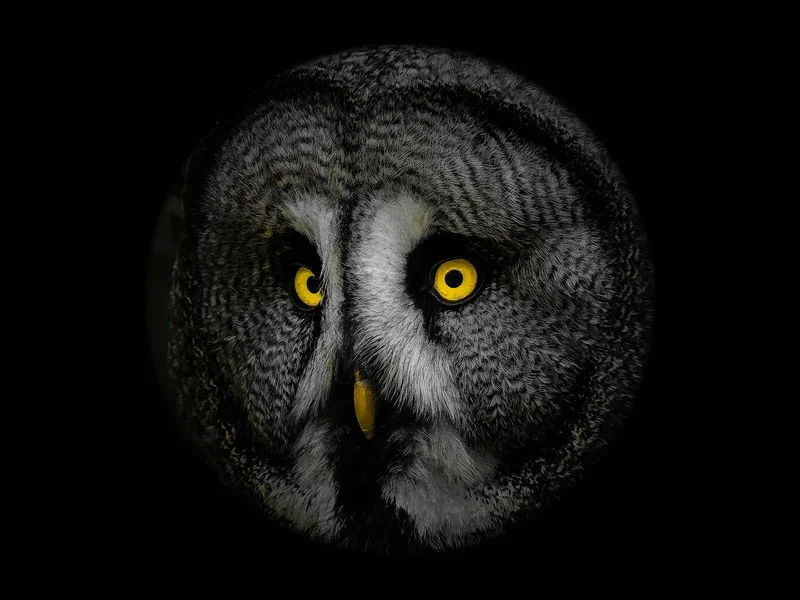forumP4285815-Bearbeitet.webp