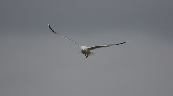 DSC_4477_forum.jpg DSC_4477_forum.jpg