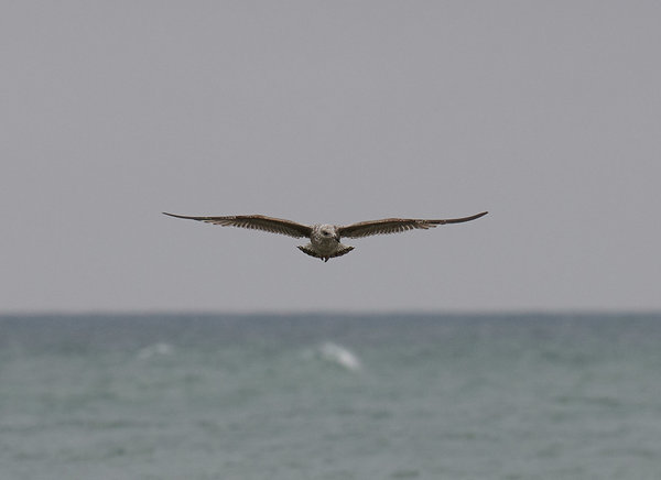 DSC_4517_forum.jpg DSC_4517_forum.jpg