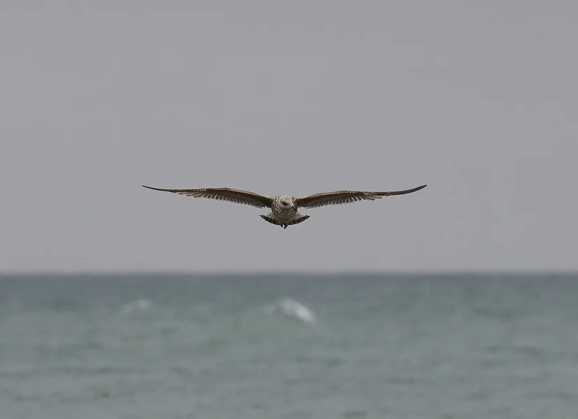 DSC_4517_forum.webp