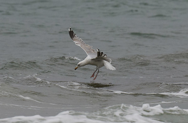 DSC_4551_forum.jpg DSC_4551_forum.jpg