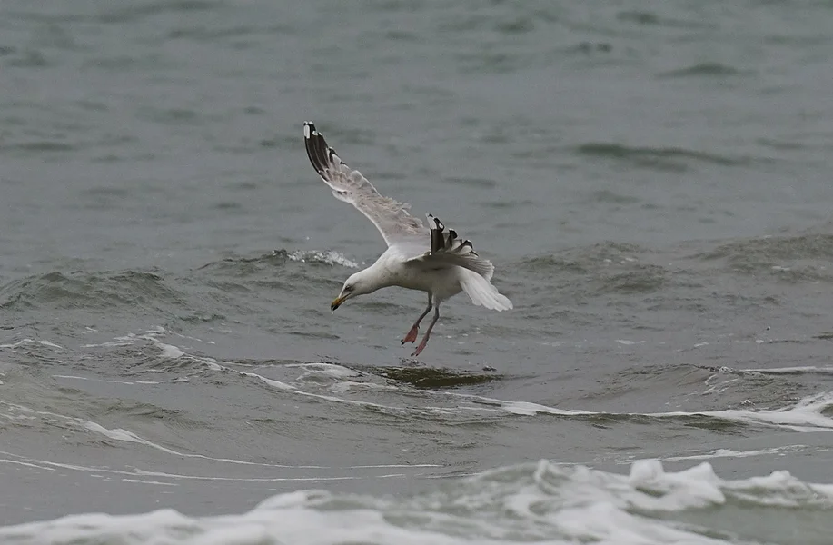 DSC_4551_forum.webp