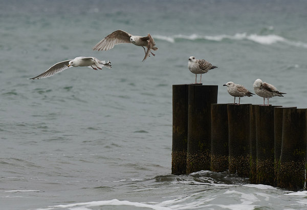 DSC_4557_forum.jpg DSC_4557_forum.jpg