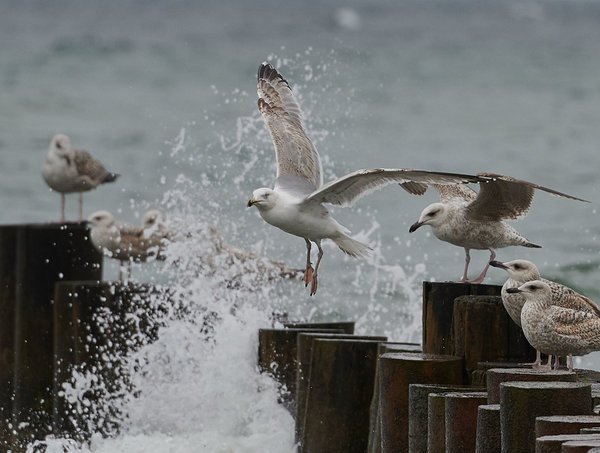 DSC_4613_forum.jpg DSC_4613_forum.jpg