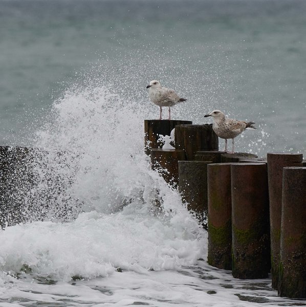 DSC_4637_forum.jpg DSC_4637_forum.jpg