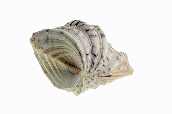 MeeresschneckefrontalDOPPELmRosetteSL2490FINFINFIN_720x480.jpg MeeresschneckefrontalDOPPELmRosetteSL2490FINFINFIN_720x480.jpg