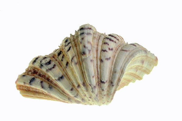 Meeresschneckeseitl1fachFächerSL2490FINFINFIN_720x480.jpg Meeresschneckeseitl1fachFächerSL2490FINFINFIN_720x480.jpg
