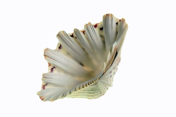 Meeresschneckeseitl1fachZähneSL2490FINFINFIN_720x480.jpg Meeresschneckeseitl1fachZähneSL2490FINFINFIN_720x480.jpg