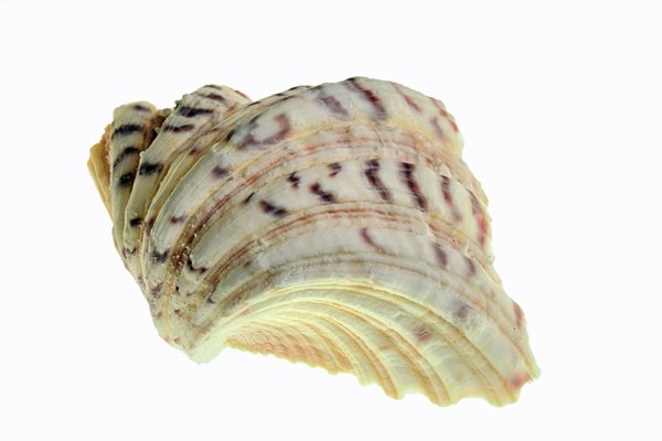 Meeresschneckesetil1fachSL2490FINFINFIN_720x480.jpg Meeresschneckesetil1fachSL2490FINFINFIN_720x480.jpg