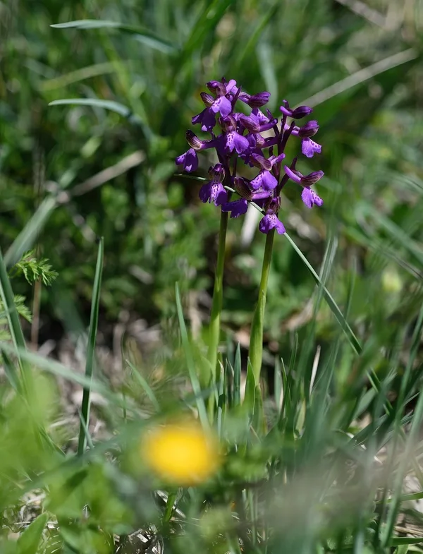 DSC_8522.webp