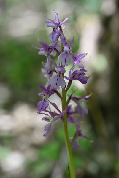 DSC_8582_hf.jpg