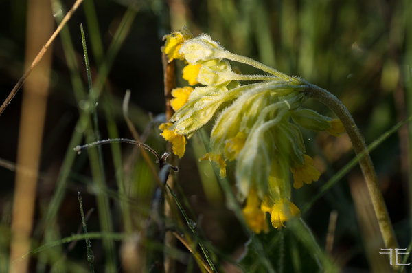 20190505-_IGP5597.jpg 20190505-_IGP5597.jpg