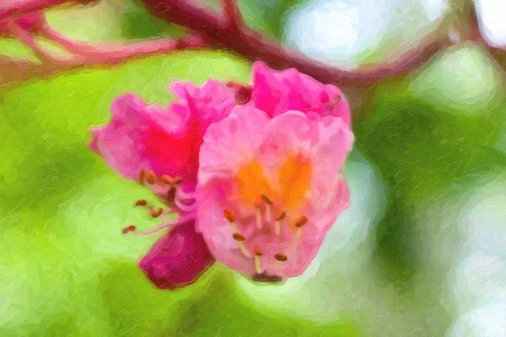 RosaKastanienblüteEinzeltraaubeCLLMac60ASAOILP_720x480.webp