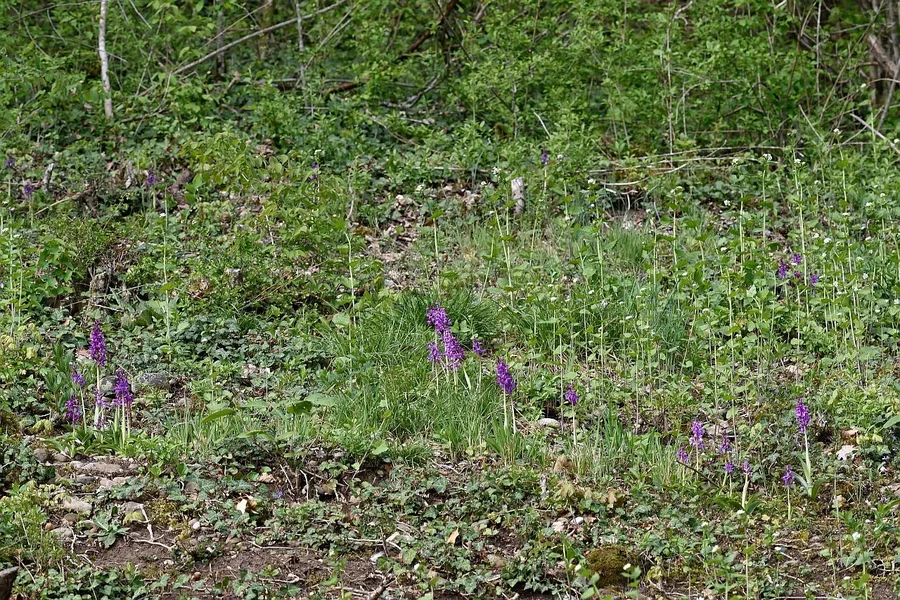 DSC_8302°.webp