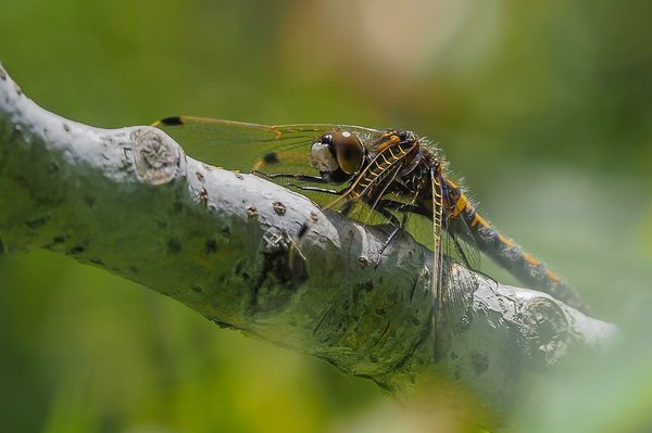 forumP5115854.jpg