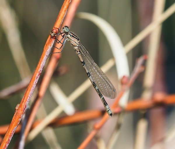 forumP5115919.jpg