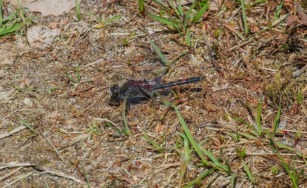 forumP5115921.jpg