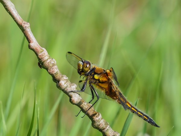 forumP5116001.jpg