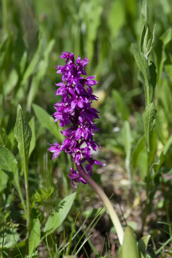 _IMG3613 13. Mai 2019 Unfinden.webp