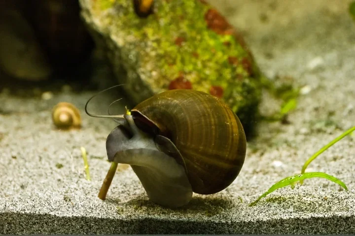 SchneckegROSSimAquaSLC180FINFINFINAUTO_720x480.webp