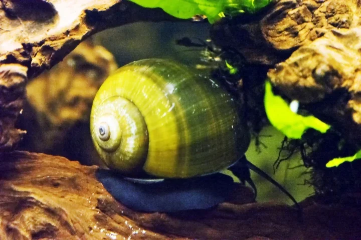 SchneckegrossimAquMHolzumfeldSLC180FINFINFIN_720x480.webp
