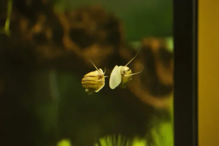 Schneckekleinan SchibemSpiegelungSL180FINMANBEFIN_720x480.webp
