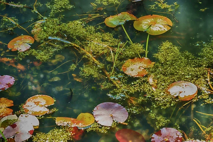 TeichjapanArtmGrasundBlätternÜBERSICHTSLC180MacFINTMPFINDENOISE_720x480.webp