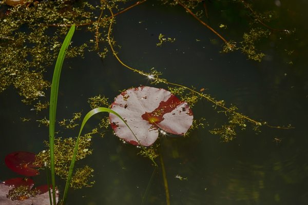 TeichjapanArtmGrasundBlätternSLC180MacFINTMPFINFINFINDENOISE_720x480.jpg
