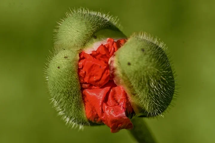 MohnrotaufbrechendausKapselGROSSSLC10MacFINTMPMANBE_720x480.webp
