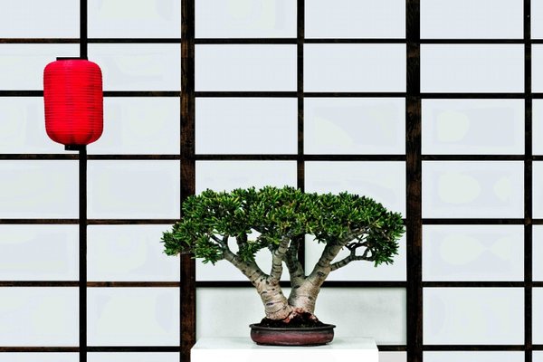 BonsaiJapanUmgebungCLL60MacERWEITERTENDVERSION_720x480.jpg BonsaiJapanUmgebungCLL60MacERWEITERTENDVERSION_720x480.jpg
