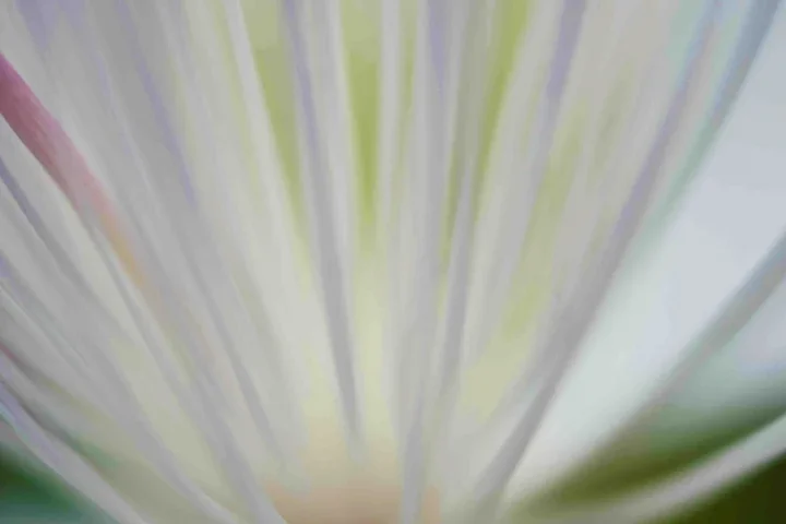StaubgefweisseBlumeMakrostark#1CLMPE65FINENDVERSIONHIDY_720x480.webp StaubgefweisseBlumeMakrostark#1CLMPE65FINENDVERSIONHIDY_720x480.webp