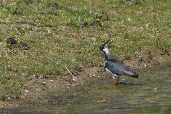 IMGP6094.jpg