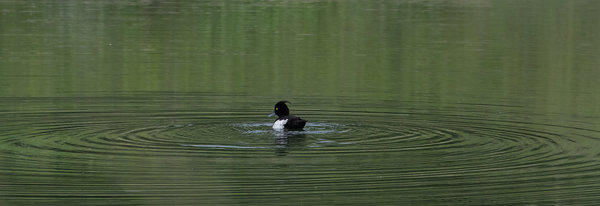 Reiherente-6331-1.jpg